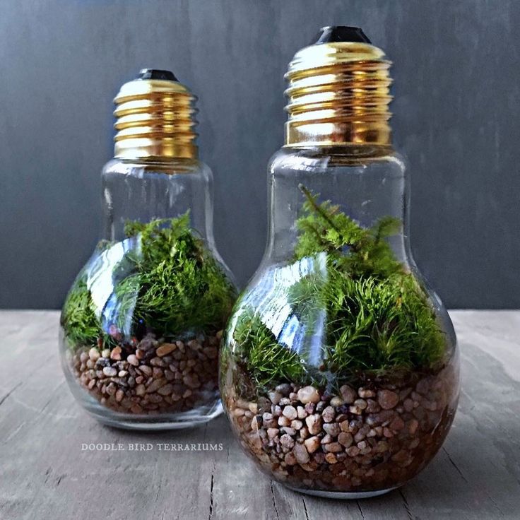Light Bulb Terrarium